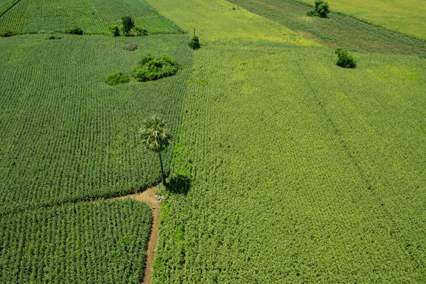 istock high angle view of farm, grow plants, nice landscape 1417780506