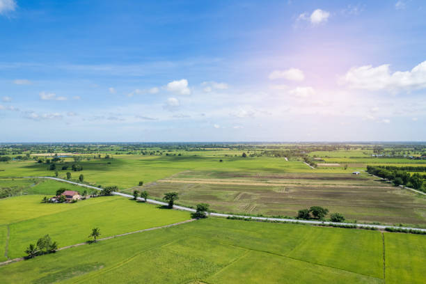 istock Field rice with landscape green pattern nature background 1417780755