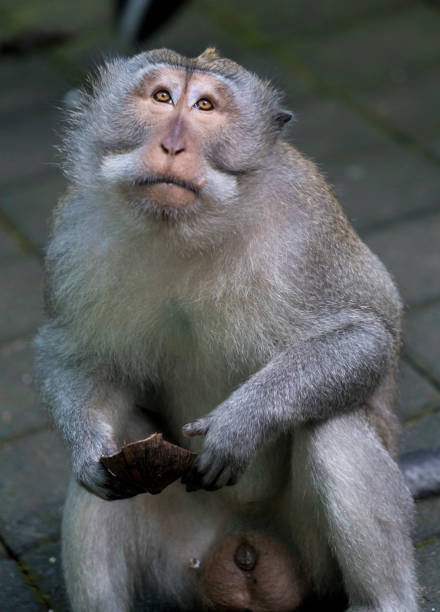 Cute monkey holding a young man's hand on a monkey trail on the Ao Nang beach in Thailand. Young man's POV.