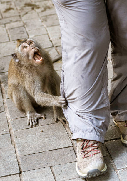 istock Indonesia - Monkey tugs on persons pants to get attention 1417781044