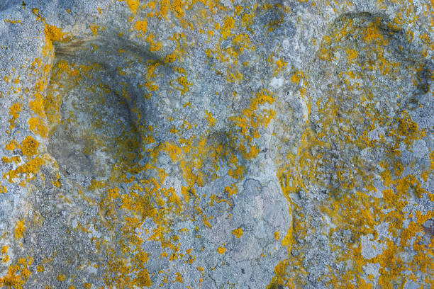Lichen on quartzite sandstone surface. A pioneer lichen in Bare Rock Succession that helps break down rock and sets the stage for mosses and other plants to follow succession.