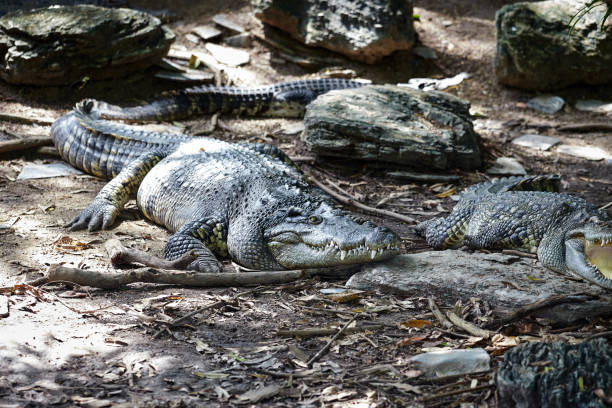 istock View of crocodile in a zoo 1417782849