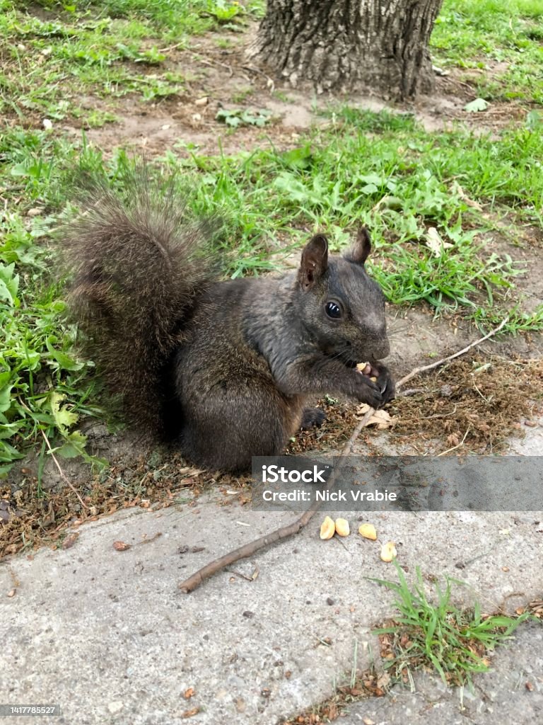 Little friend Squirrel Animal Stock Photo