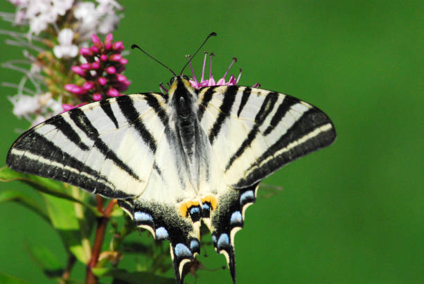 昆虫 - モナコの美しい希少なツバメの蝶の極端なクローズアップ - scarce swallowtail ストックフォトと画像