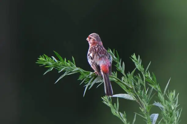Long-tailed Rosefinch perched on the grass