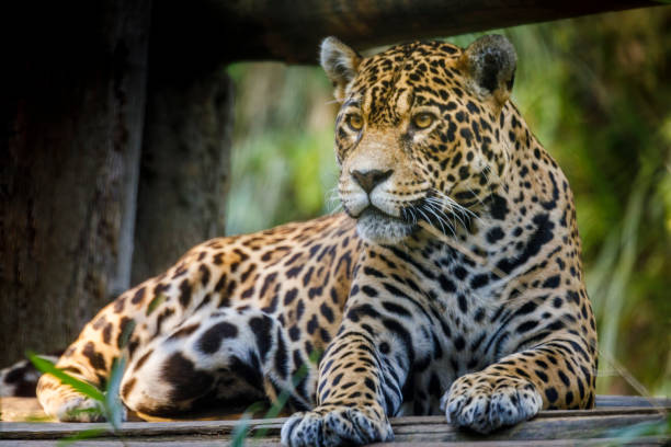 Jaguar Panthera onca, majestic feline looking at camera in Pantanal, Brazil stock photo