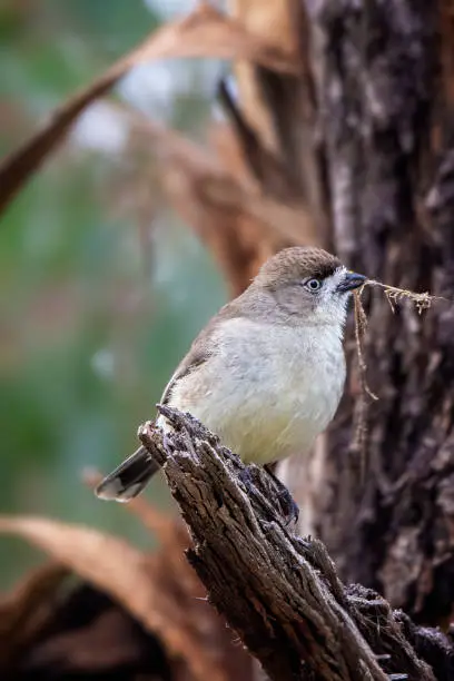 Endemic to Australia, the southern whiteface is a small passerine found in arid regions across most of the southern half of the continent, excluding Tasmania.  Perched in a tree building a nest.