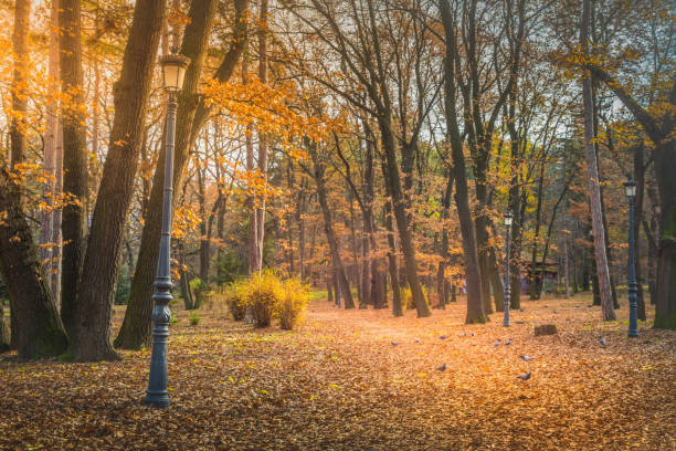 istock Birch forest pattern in autumn with yellow leaves, Sofia public park, Bulgaria 1417794536