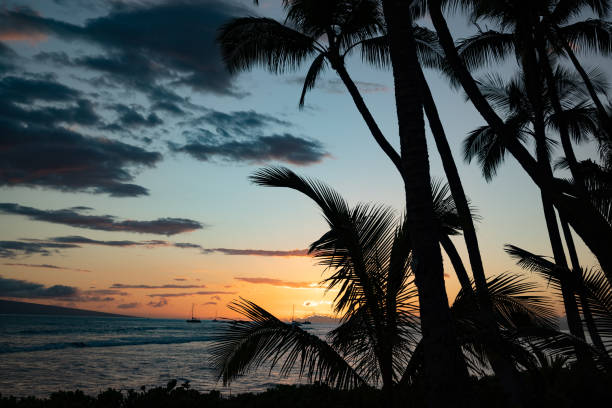 istock Dark Orange Sunset with Tropical Trees. 1417797324