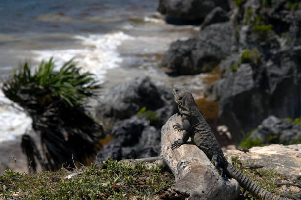 istock A Common Spiny-tailed Iguana (Ctenosaura similis) in Tulum, Mexico 1417804151