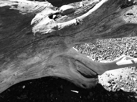 Black and White images of driftwood along the beach
