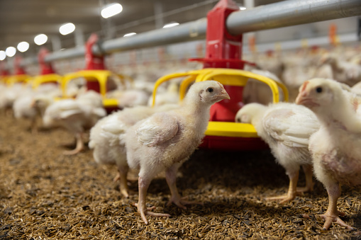 Chicken automatic feeding in close farm, temperature and light control , Thailand.