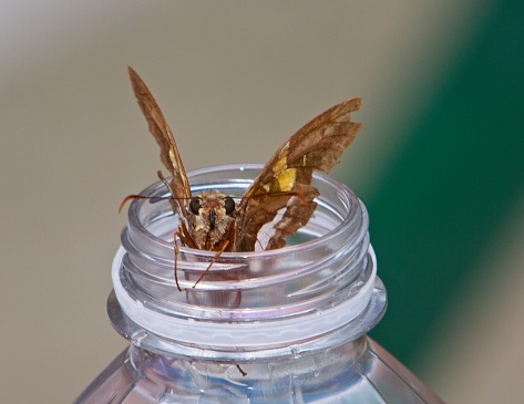 Moth sitting inside the top of a water bottle, not sure if it was looking for water or a place to do its business.