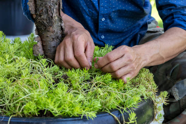 istock Latin American brunettes hands gardening 1417822414