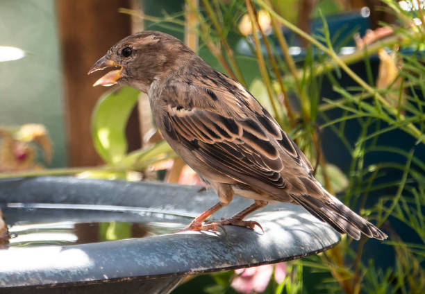 istock Thirsty Sparrow lands on the bird bath 1417823021