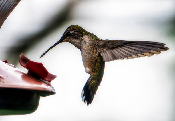 istock Hummingbird lands on the feeder 1417823027