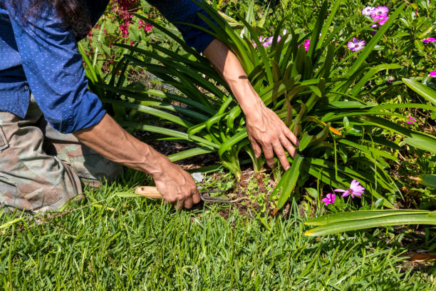 istock Latin American brunettes hands gardening 1417823189