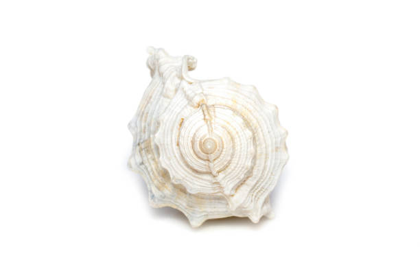 Image of white conch seashells on a white background. Undersea Animals. Sea Shells.