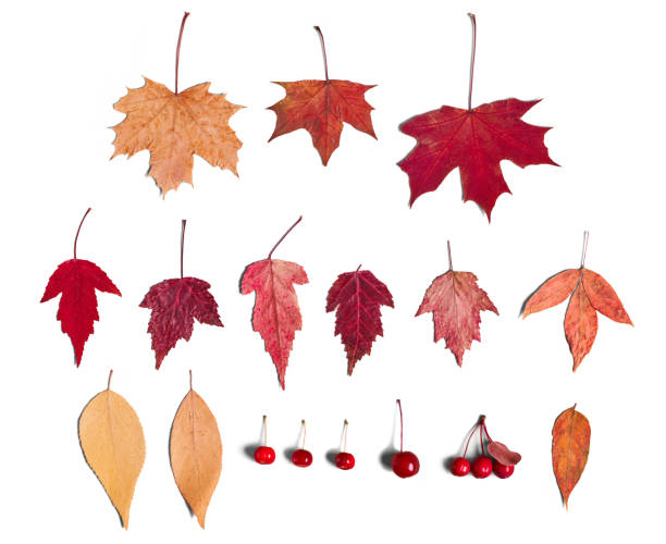 istock Colorful autumn leaves and berries set isolated on white background 1417824192