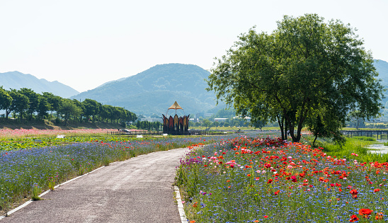 A field of red poppies at the Jangseong Hwangryonggang Flower Festival.