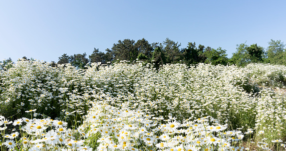 Group of daisies (selective focus) in front of a blue sky (offering copy space)