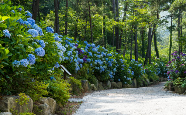 istock A field of hydrangeas blooming in the green forest. 1417825807