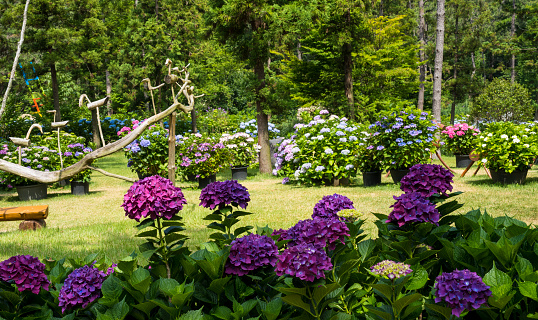 Colorful spring garden with tulips and daisies.