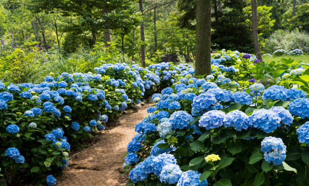 istock A field of hydrangeas blooming in the green forest. 1417825875