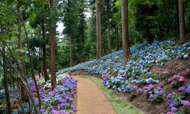 istock A field of hydrangeas blooming in the green forest. 1417825933