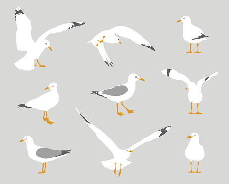 Collection of seagulls in various poses such as perched, flying, flapping their wings.