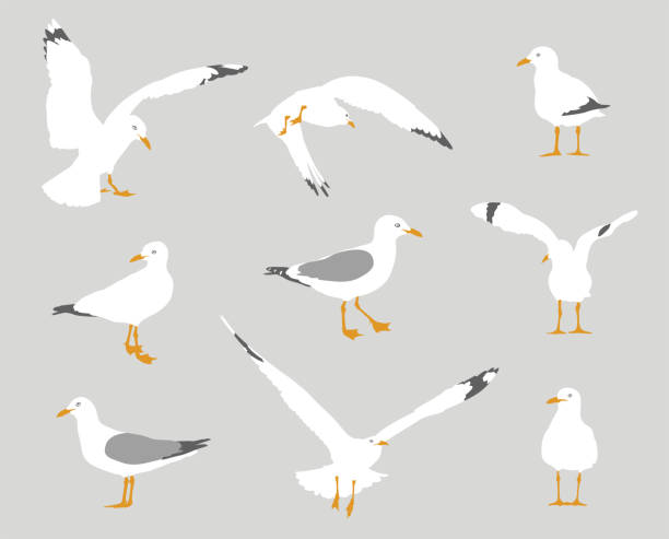 Seagull Behavior Flat Design Grey Collection of seagulls in various poses such as perched, flying, flapping their wings. seagull stock illustrations