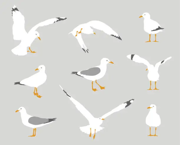 Vector illustration of Seagull Behavior Flat Design Grey