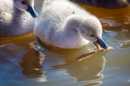 Swan with chicks on the water in a lake, Cygnus olor