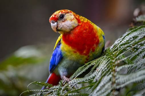 Close up of colorful scarlet macaw parrot