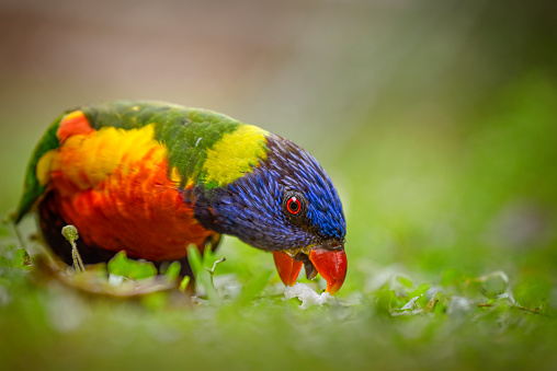 Rainbow Lorikeet parrot bird screaming (Trichoglossus moluccanus) opening its beak wide. Photography taken