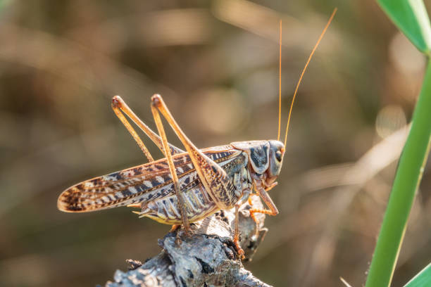 istock A large brown locust, Locusta migratoria, with a pattern on its body sits on branch among green vegetation in a summer garden. 1417834141