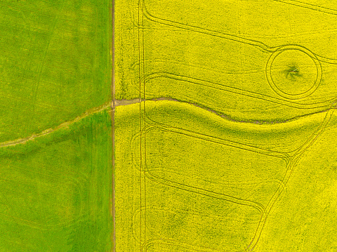 Birds eye view of an Australian Canola field from Directly above.\nYellow on right side, and green on left side.