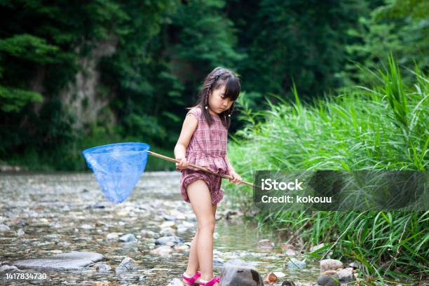 A Cute Little Girl Catching Fish In A Stream With A Net Stock Photo - Download Image Now