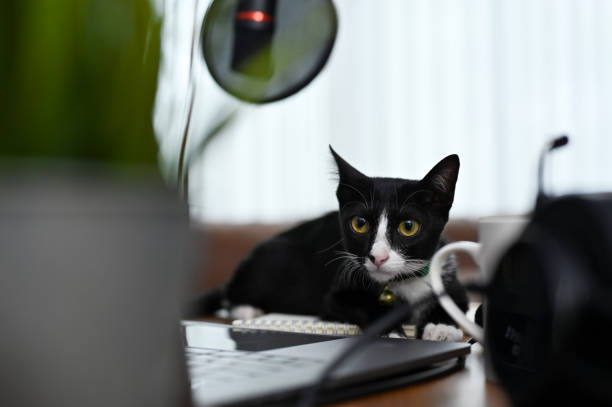 istock A cute black cat is on the working table. Cat, kitten, kitty. Animal and pet concept 1417836426