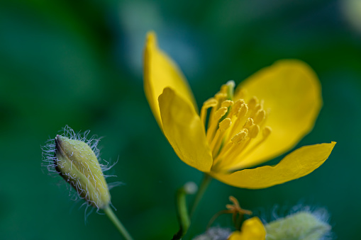 Yellow buttercup. the photo literally shows how the wind blows. you can feel the atmosphere of spring