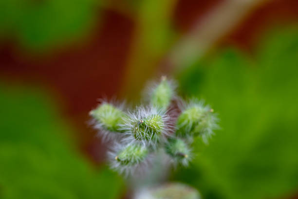 flowers captured in Bohinj valley Slovenia