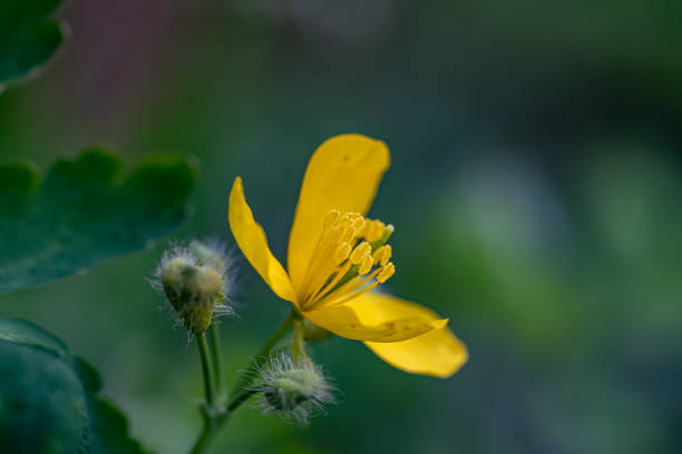 istock Chelidonium majus flower in meadow, close up 1417836537
