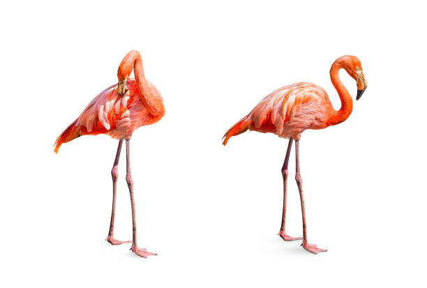 istock Collection, flamingo (Phoenicopterus ruber) Heart shape, neck curl and standing posture isolated on white background. 1417838443