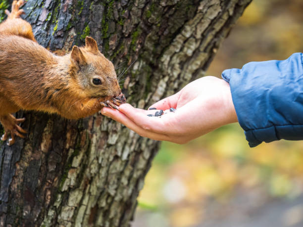 istock The boy feeds a squirrel with nuts from a hand in the wood 1417838721