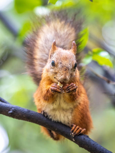 istock The squirrel with nut sits on tree in the autumn. Eurasian red squirrel, Sciurus vulgaris. 1417838736