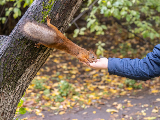 istock The boy feeds a squirrel with nuts from a hand in the wood 1417838738