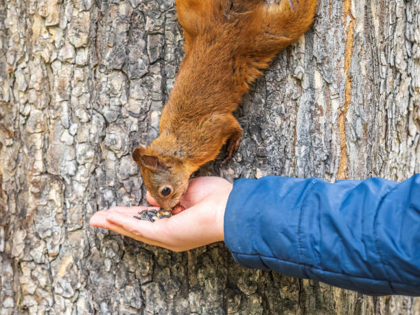 istock The boy feeds a squirrel with nuts from a hand in the wood 1417838746