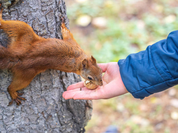 istock The boy feeds a squirrel with nuts from a hand in the wood 1417838751