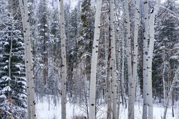 Aspen Trees Winter Scenic Landscape - Mountain setting with fresh snow.