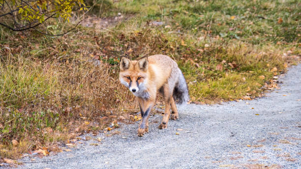 istock The red fox Vulpes vulpes walks along a path in the forest. 1417839853